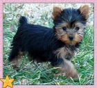 Cachorros yorkshire magnífico - mejor precio | unprecio.es