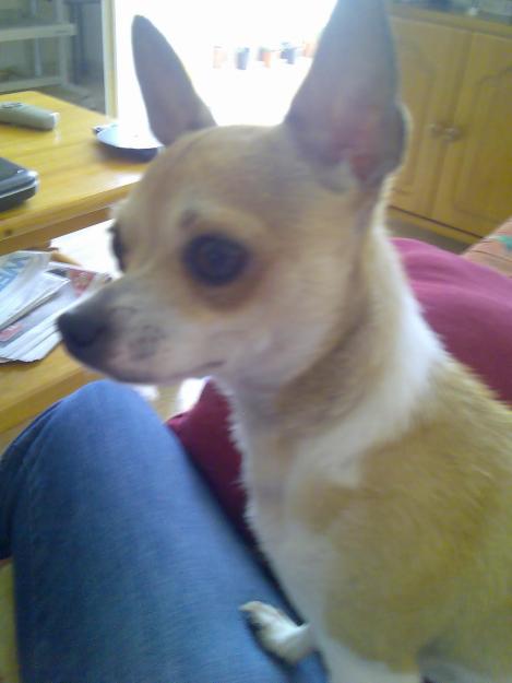 Chihuahua Macho Busca Novia.