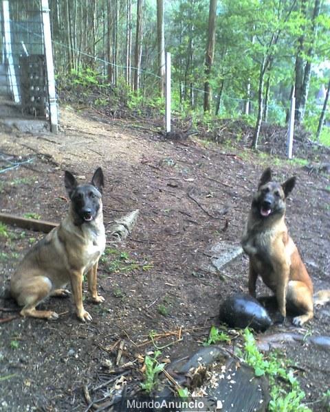 Pastor Belga Malinois