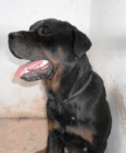 rotweiler puro, macho, en adopcion de entre 1 o 2 años - mejor precio | unprecio.es