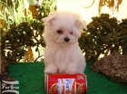 VENDO WESTIES,YORKSHIRES,MALTESES Y MUCHO MAS... - mejor precio | unprecio.es