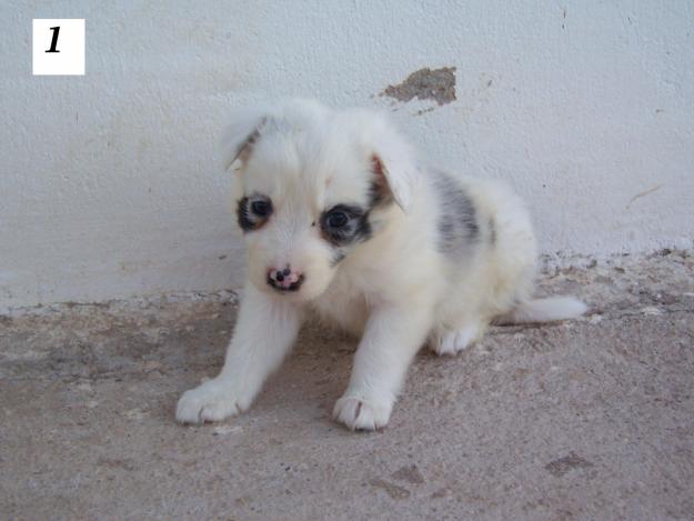 VENTA CACHORROS BORDER COLLIE - LISTOS PARA ENTREGAR
