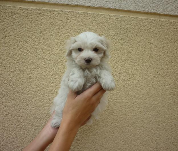 Cachorritos preciosos de Maltés