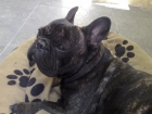 bull dog frances - mejor precio | unprecio.es