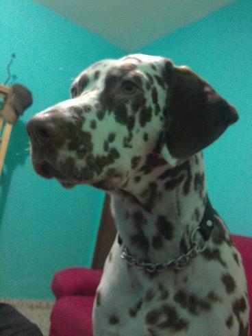 Busco dalmata hembra para Cruzar con  mi macho