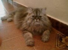 busco gato persa para monta de gata persa - mejor precio | unprecio.es
