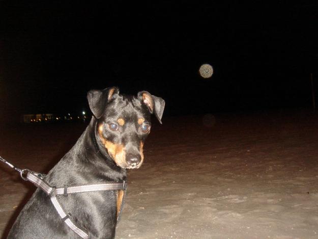 Busco perrita Mini Pinscher para monta