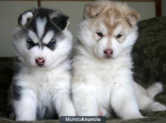 Dos huskies siberianos a la venta