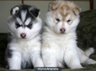 Dos huskies siberianos a la venta - mejor precio | unprecio.es
