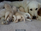 golden retriever - mejor precio | unprecio.es