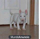 regalo Cachorros tricolor de bull terrier procedente