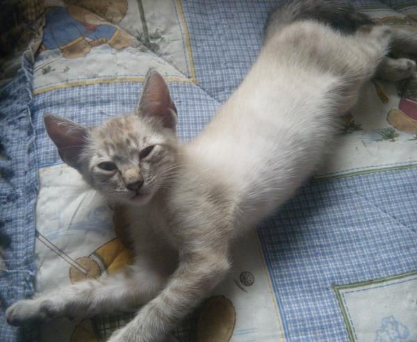 regalo gatitos preciosos