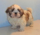 SHIH TZU 350 c/u - mejor precio | unprecio.es