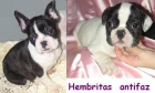 Bulldogs Fr. Belliiisimos de lujo para concursos 440€ - mejor precio | unprecio.es