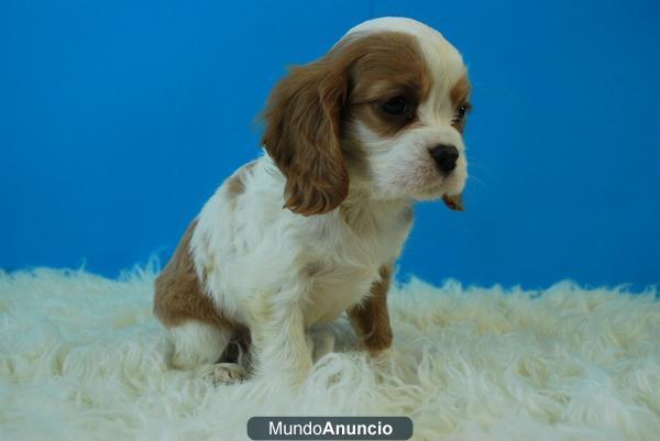 cavalier king, cachorros de dos meses