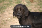 DAP CRUCE LABRADOR Y SETTER - mejor precio | unprecio.es