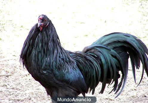 Gallinas de raza