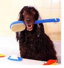 guarderia y peluquera
