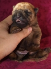 Guardianes Del Templo Shar Pei Kennel - mejor precio | unprecio.es