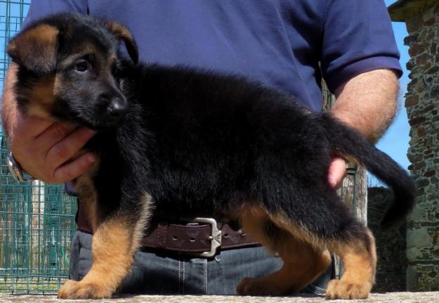 Precioso cachorro de Pastor Aleman Rceppa