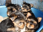 Regalamos cachorros lindos-Yorki ,para gente amante de animales - mejor precio | unprecio.es