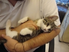 Regalamos gatito en tarragona - mejor precio | unprecio.es
