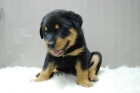 Rottweiler Camada Lista para Entregar -- Machos y Hembras - mejor precio | unprecio.es