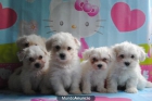 BICHON MALTES LINEA AMERICANA, LOE 450€ - mejor precio | unprecio.es