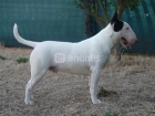 Bull terrier standar en valladolid - mejor precio | unprecio.es