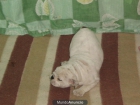 bulldog ingles - mejor precio | unprecio.es