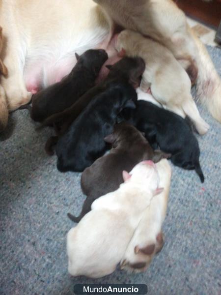 Cachorritos labrador todos los colores con Pedigree