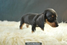 Cachorros de Teckel miniatura de pelo corto o liso - mejor precio | unprecio.es
