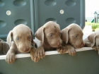 Camada de bracos de weimar ( weimaraner ) - mejor precio | unprecio.es