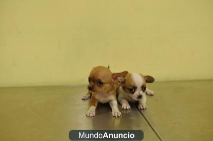 CHIHUAHUA TOYS