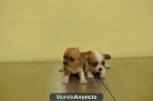 CHIHUAHUA TOYS - mejor precio | unprecio.es