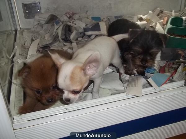 chihuahuas macho y hembra desde 310 euros