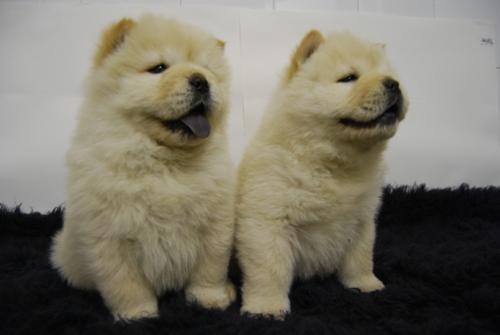 CHOW CHOW CACHORROS DE DOS MESES DE EDAD   // HADI CAN //