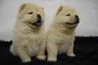 CHOW CHOW CACHORROS DE DOS MESES DE EDAD   // HADI CAN // - mejor precio | unprecio.es