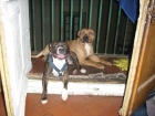 HEMBRA, STAFFORDSHIRE BULLTERRIER , BUSCA MACHO!! - mejor precio | unprecio.es