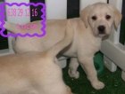 Labrador, cachorros de primera - mejor precio | unprecio.es