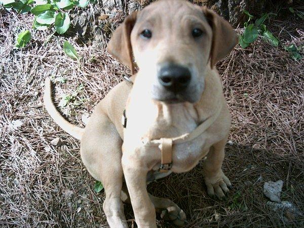 Roco, cruce de sharpei al que ya no quieren.