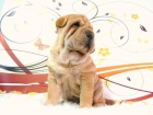 SHAR PEI CACHORROS LISTOS PARA ENTREGAR - mejor precio | unprecio.es