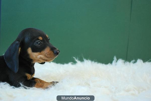 Teckel Miniatura fotos reales de nuestros cachorros