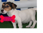 ¡Increibles Jack russel, espectcaulares! - mejor precio | unprecio.es