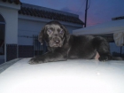 Última cachorrita de Labrador Retriever con pedigree, solo 200 euros. - mejor precio | unprecio.es