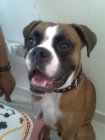 Boxer busca novia - mejor precio | unprecio.es