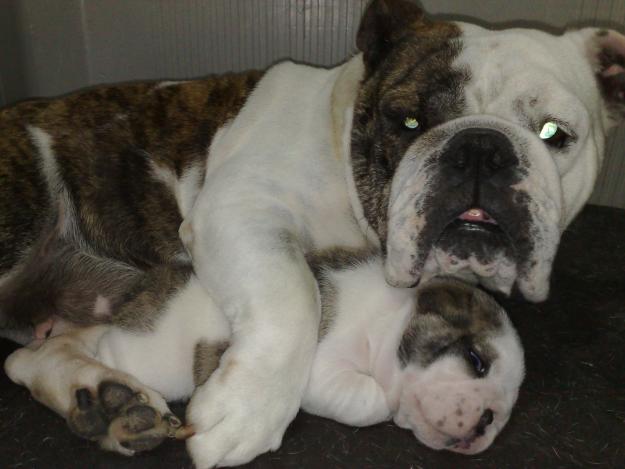 bulldog ingles macho