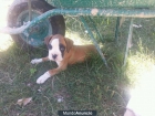 cachorro boxer - mejor precio | unprecio.es