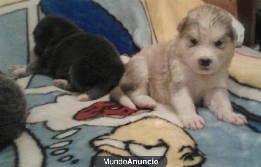 Cachorros de alaskan malamute - husky