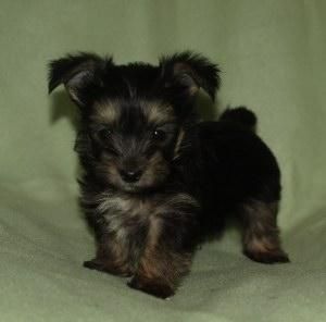 Cachorros Yorkshire Terrier Con  Pedigree